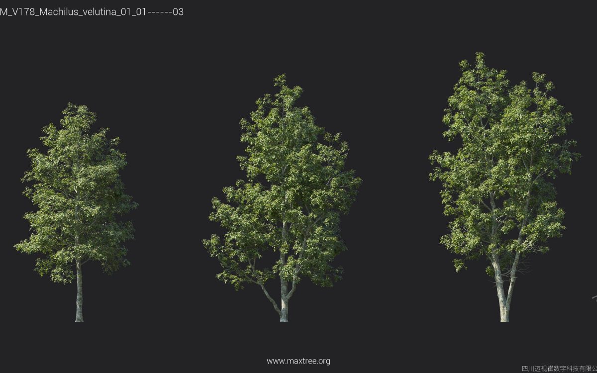 Plant Models Vol 178 - 图片 16