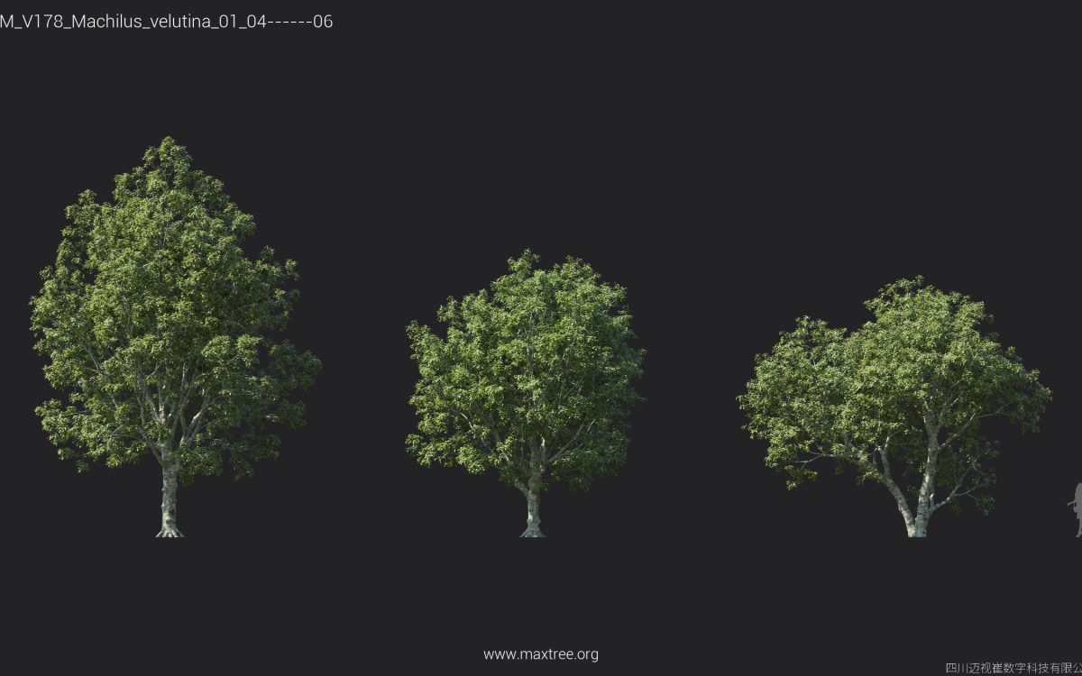 Plant Models Vol 178 - 图片 17