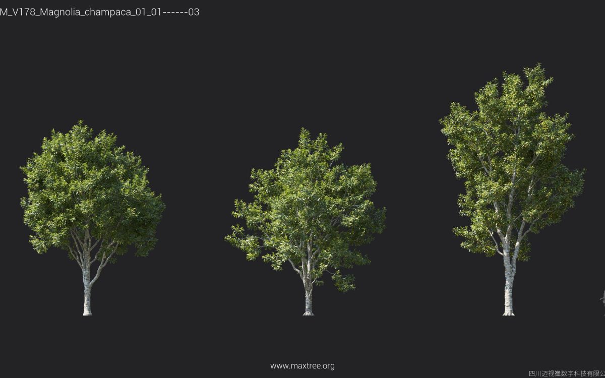 Plant Models Vol 178 - 图片 18