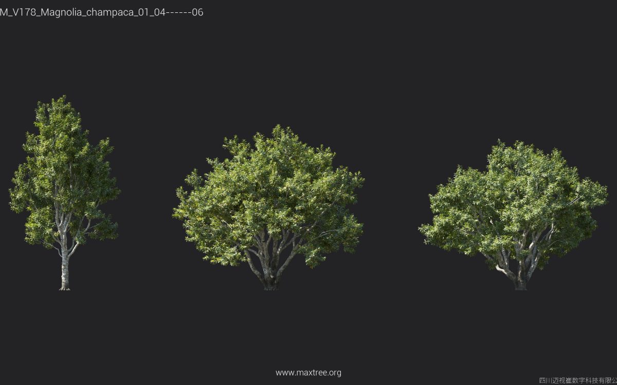 Plant Models Vol 178 - 图片 19