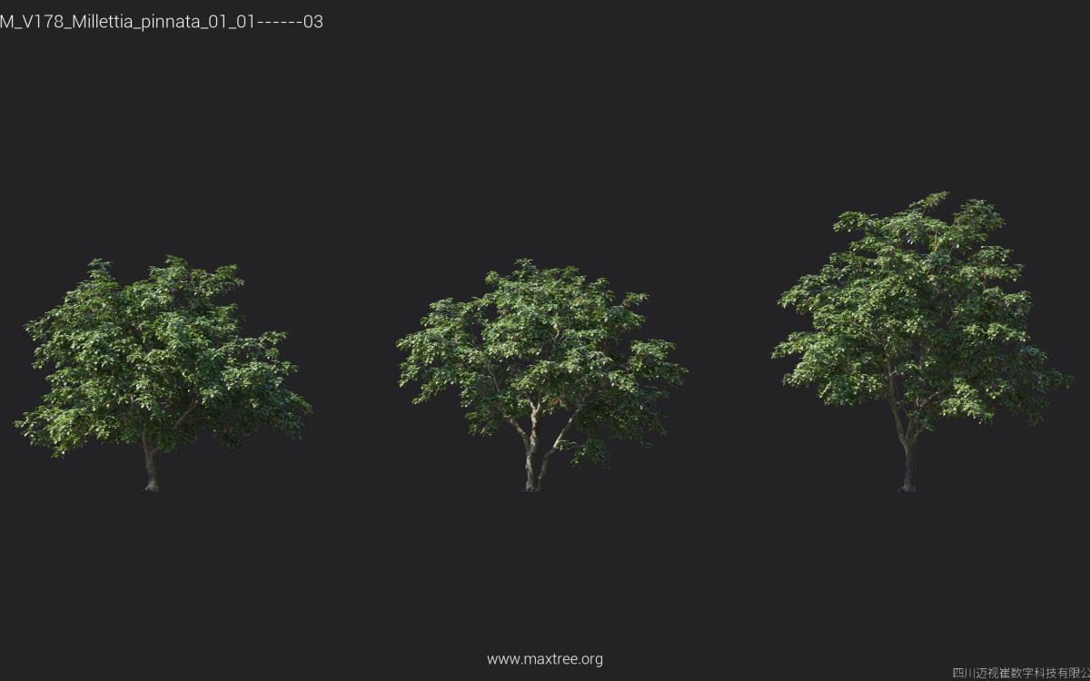 Plant Models Vol 178 - 图片 20