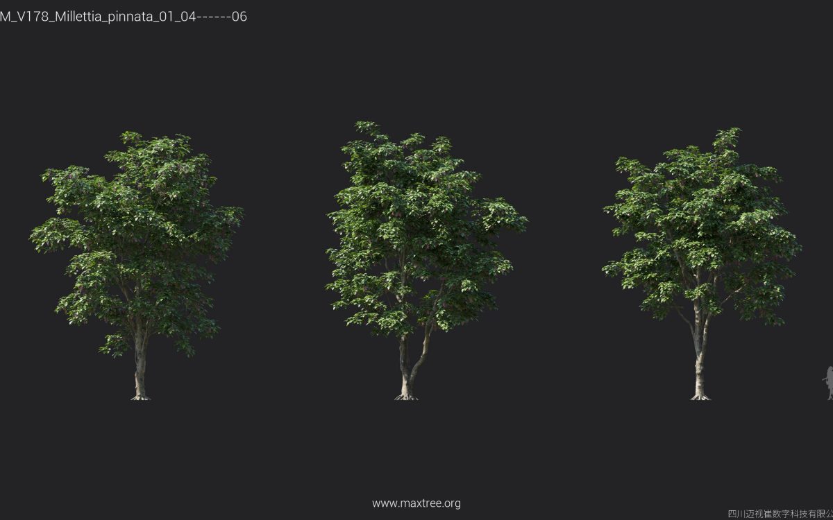Plant Models Vol 178 - 图片 21