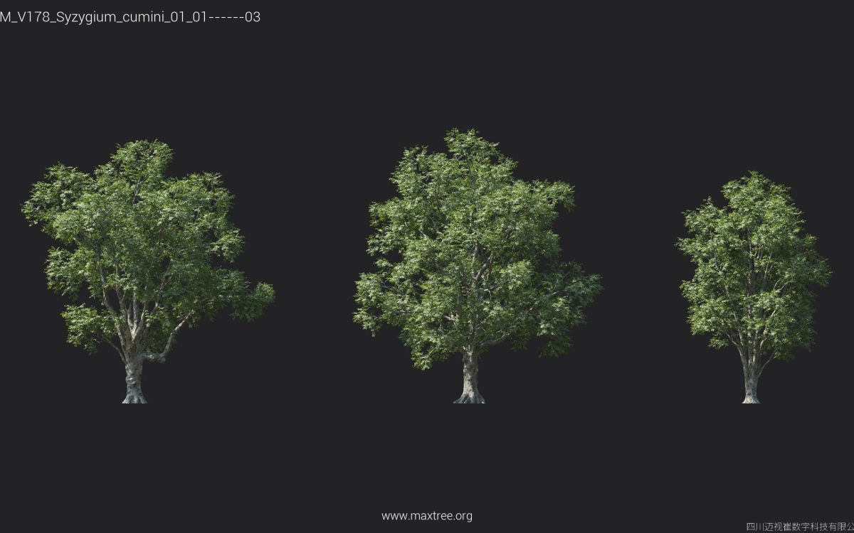 Plant Models Vol 178 - 图片 24