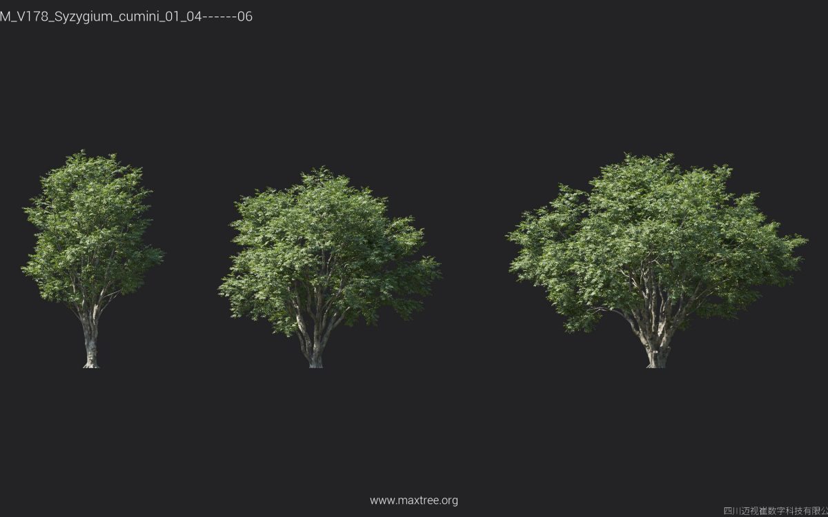 Plant Models Vol 178 - 图片 25