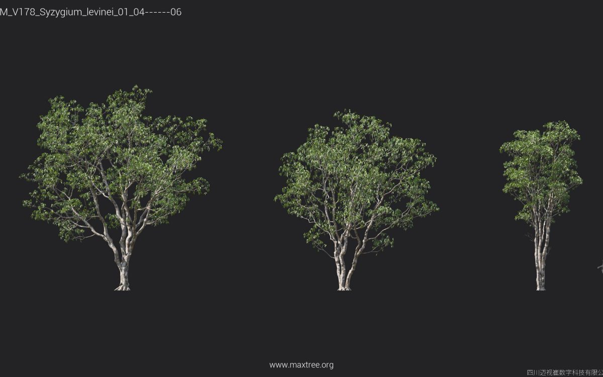 Plant Models Vol 178 - 图片 27