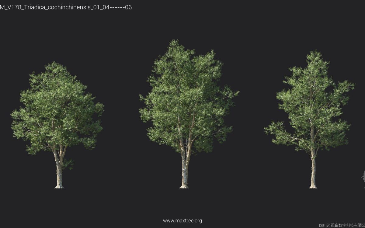 Plant Models Vol 178 - 图片 29