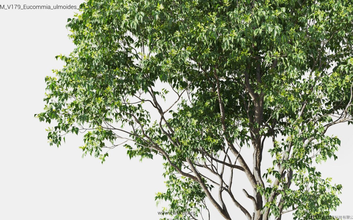 Plant Models Vol 179 - 图片 17
