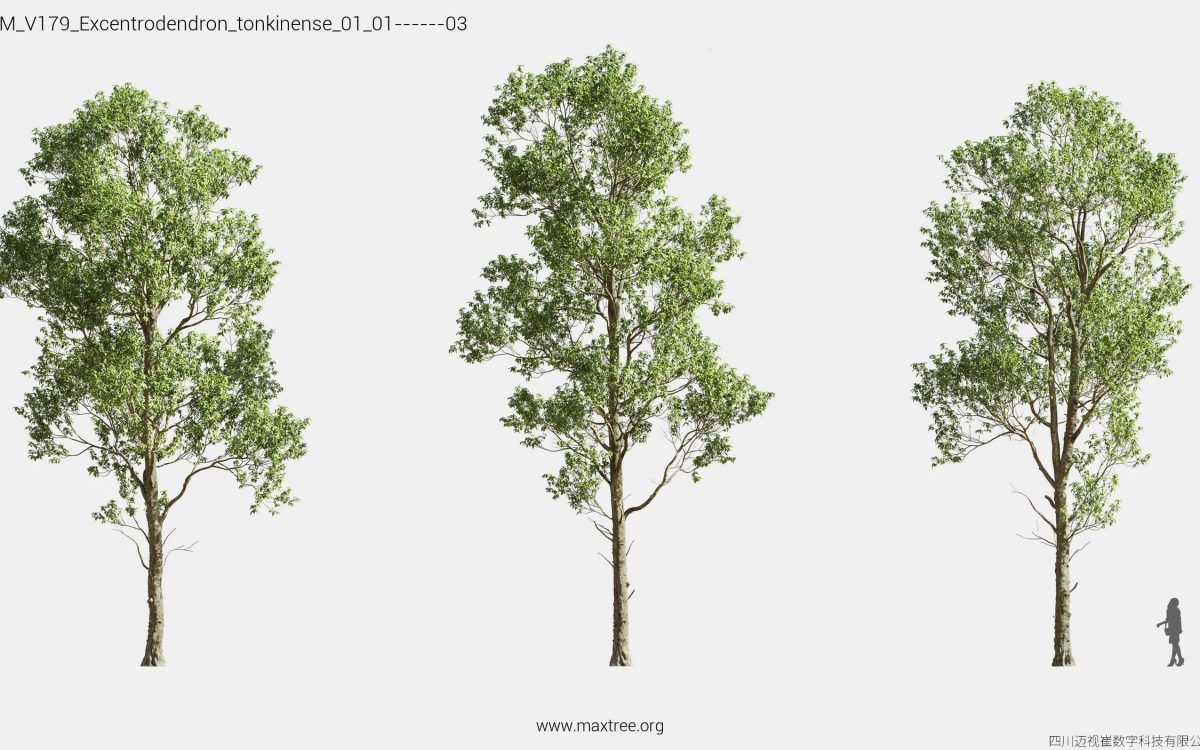 Plant Models Vol 179 - 图片 18