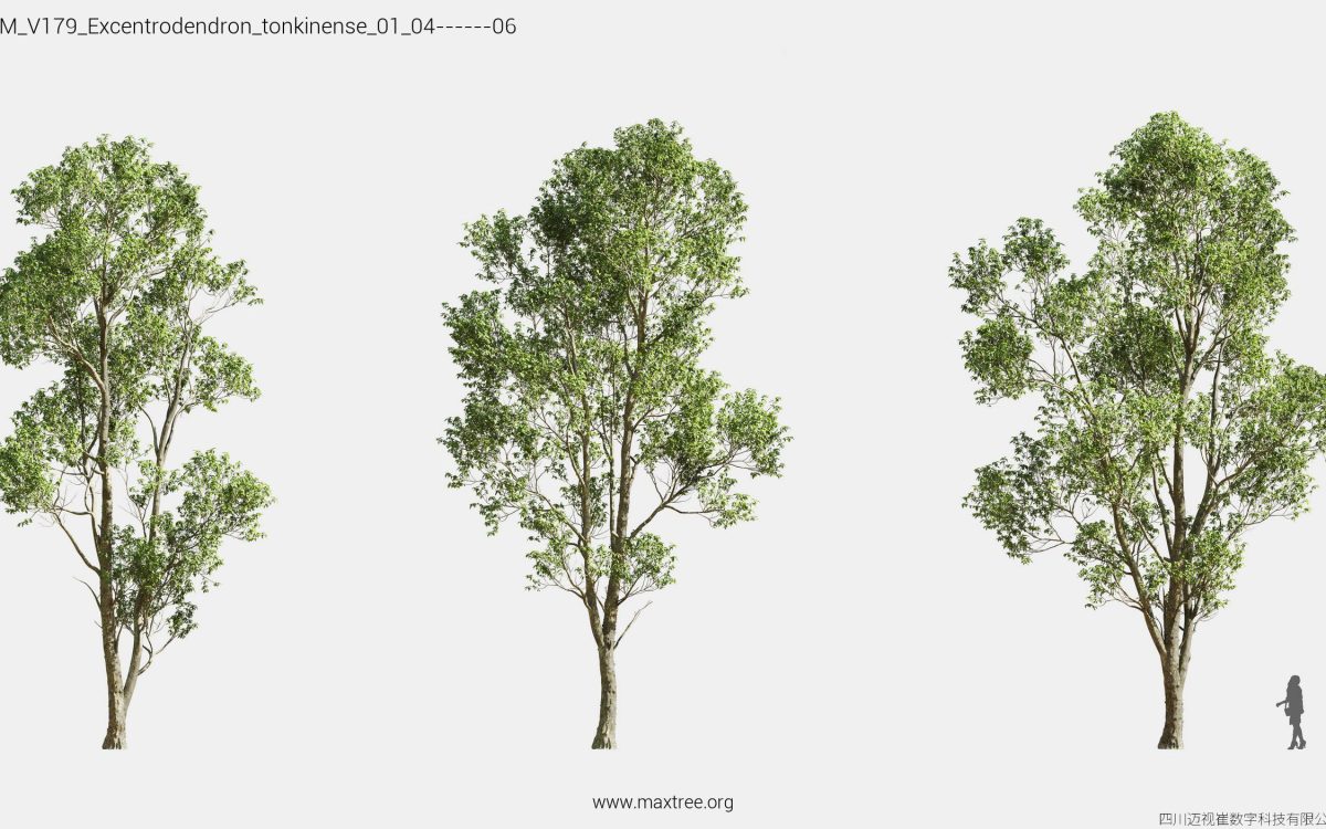 Plant Models Vol 179 - 图片 19