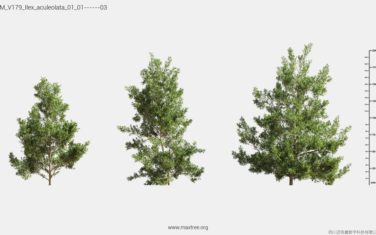 Plant Models Vol 179 - 图片 21