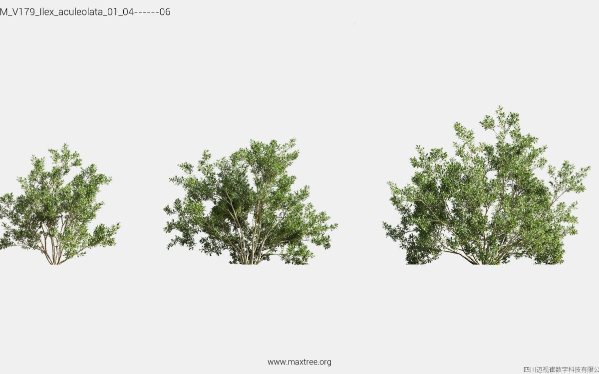 Plant Models Vol 179 - 图片 22