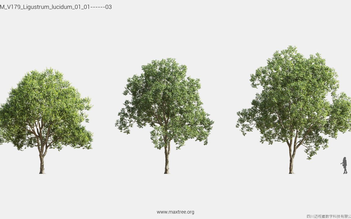 Plant Models Vol 179 - 图片 24