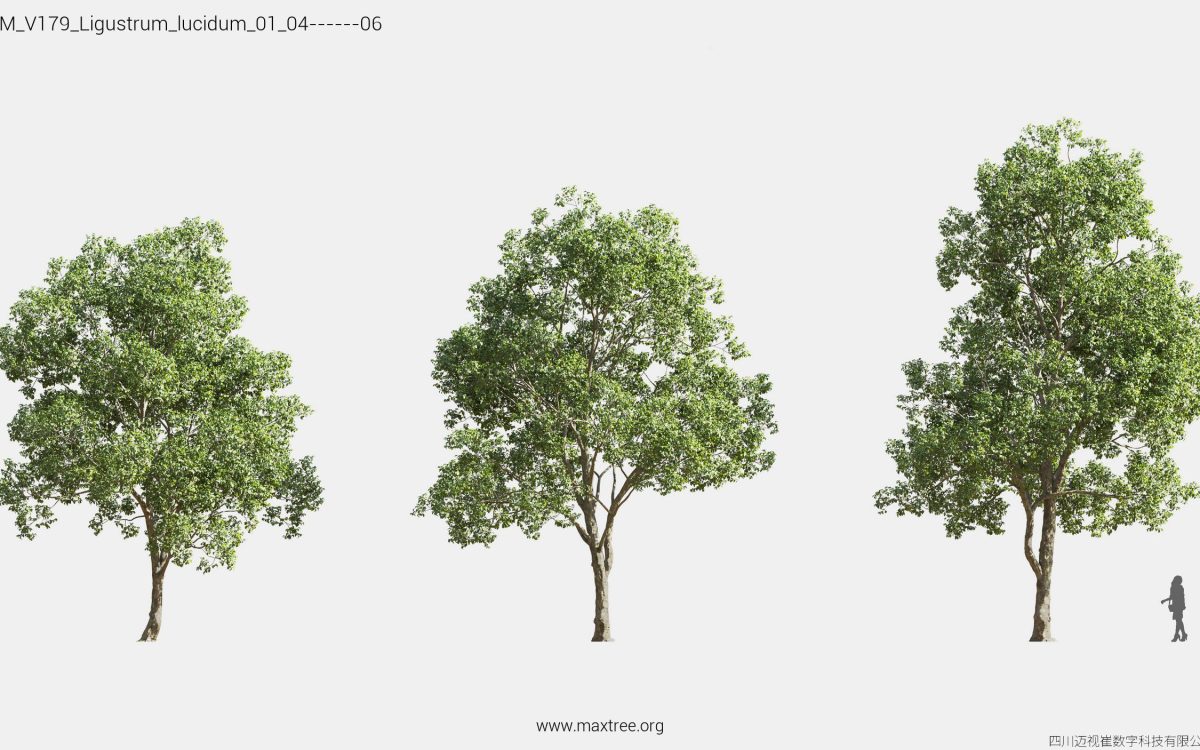 Plant Models Vol 179 - 图片 25