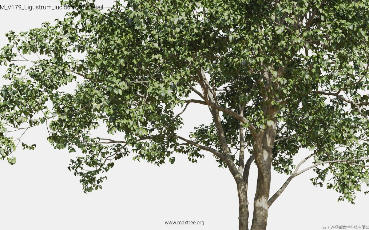 Plant Models Vol 179 - 图片 26