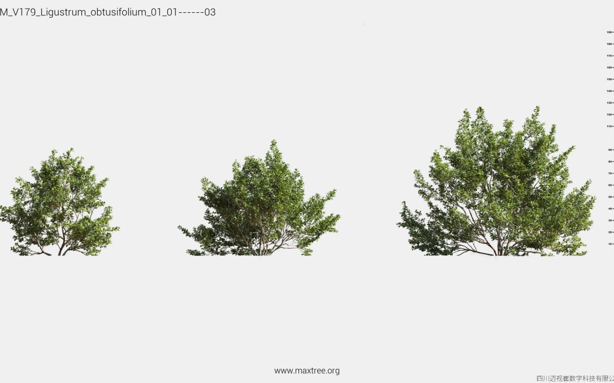 Plant Models Vol 179 - 图片 27