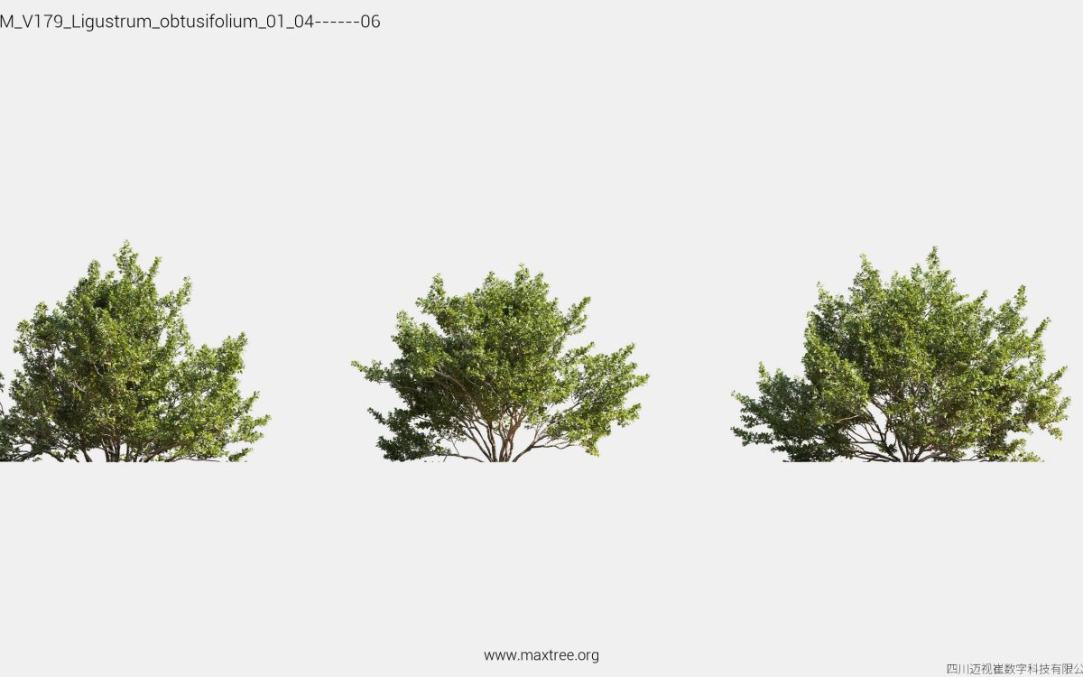 Plant Models Vol 179 - 图片 28