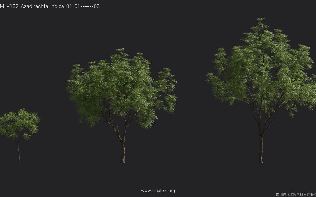 Plant Models Vol 182 - 图片 7