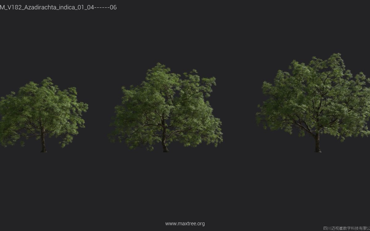 Plant Models Vol 182 - 图片 8