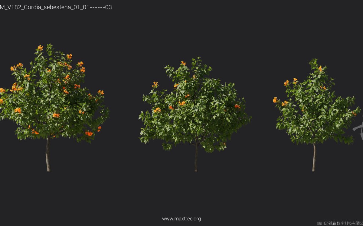 Plant Models Vol 182 - 图片 11
