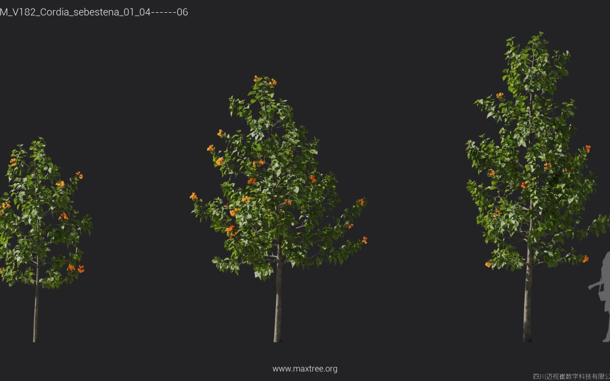 Plant Models Vol 182 - 图片 12