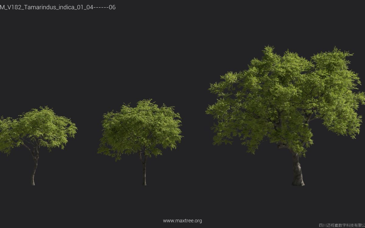Plant Models Vol 182 - 图片 26