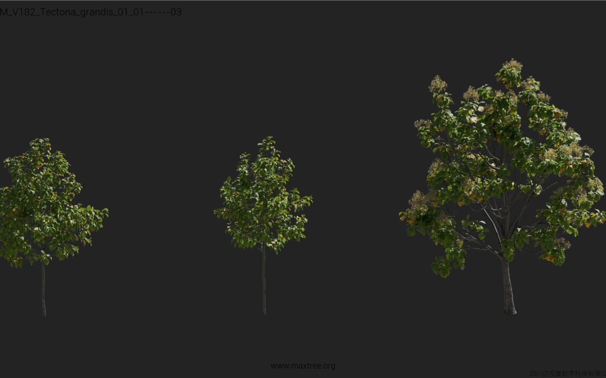 Plant Models Vol 182 - 图片 27