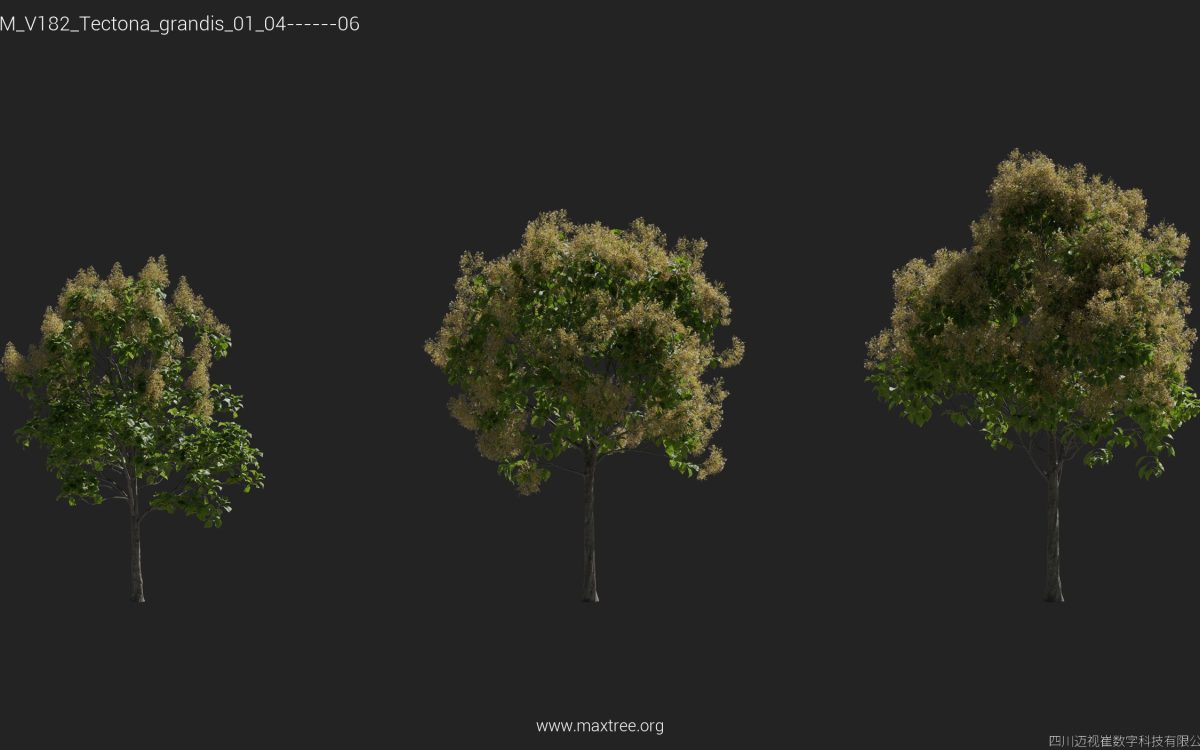 Plant Models Vol 182 - 图片 28