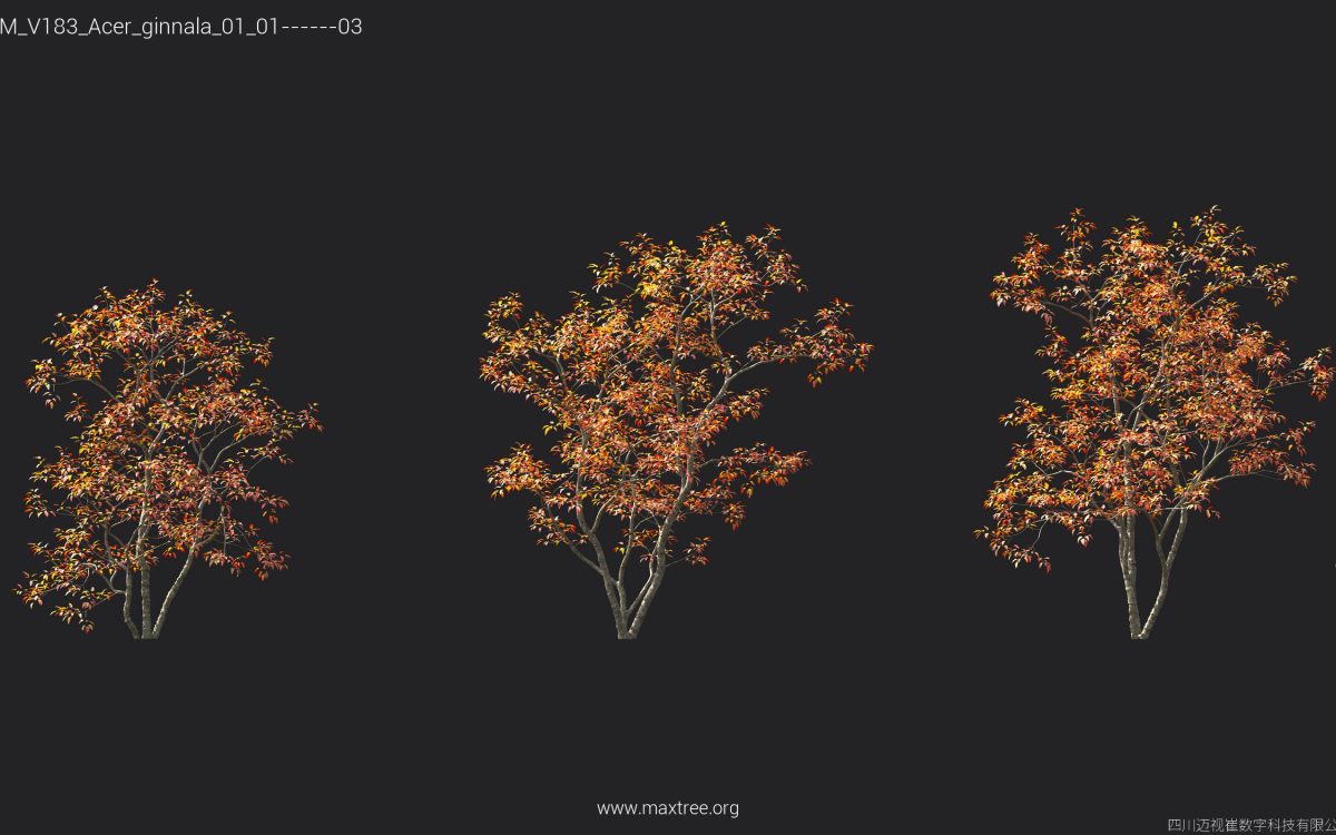 Plant Models Vol 183 - 图片 6