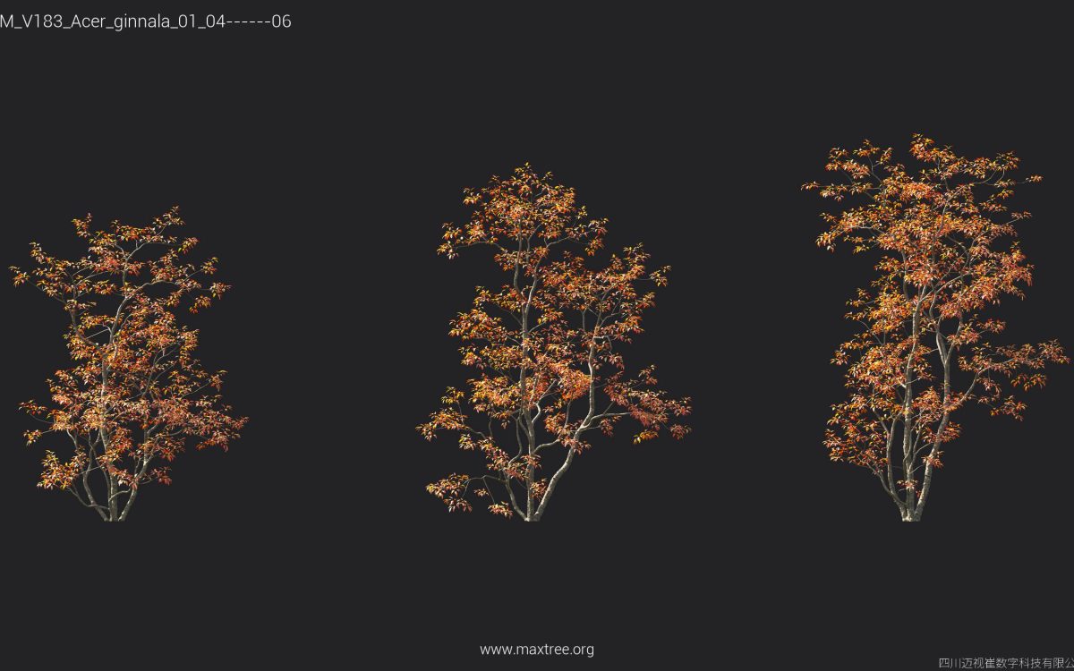 Plant Models Vol 183 - 图片 7