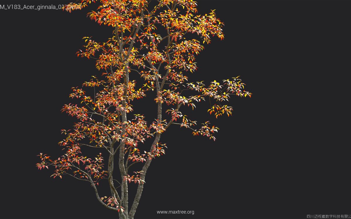 Plant Models Vol 183 - 图片 8