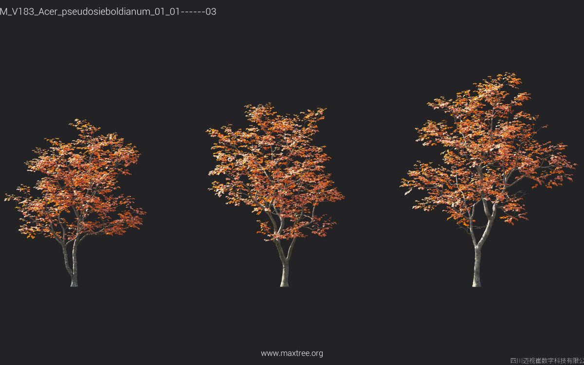 Plant Models Vol 183 - 图片 9