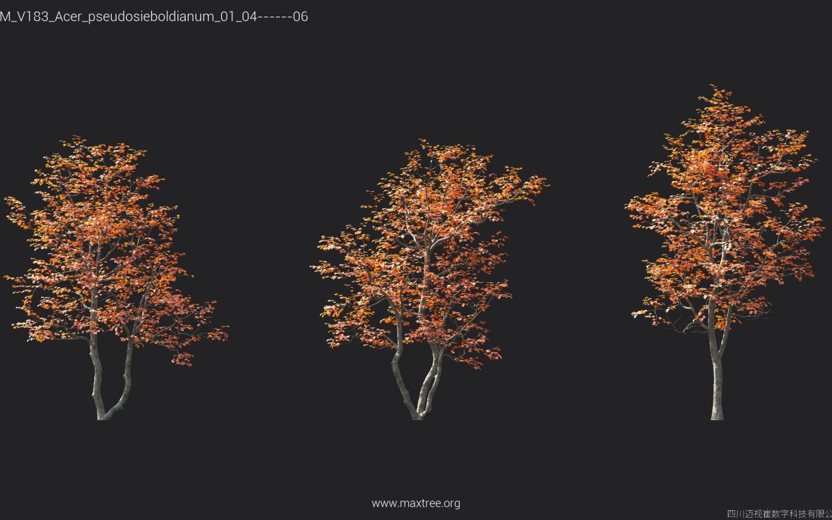 Plant Models Vol 183 - 图片 10