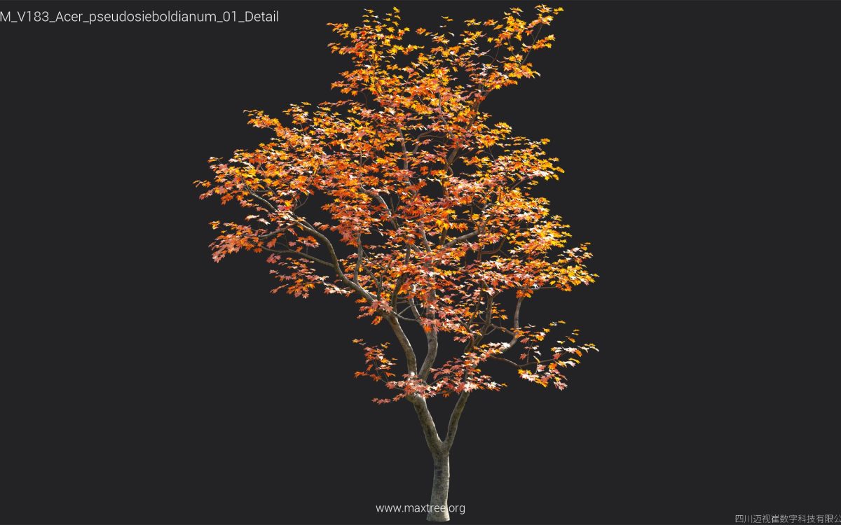 Plant Models Vol 183 - 图片 11