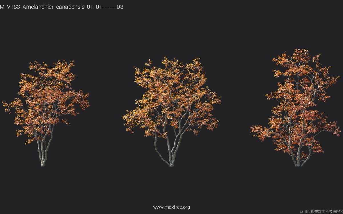 Plant Models Vol 183 - 图片 12