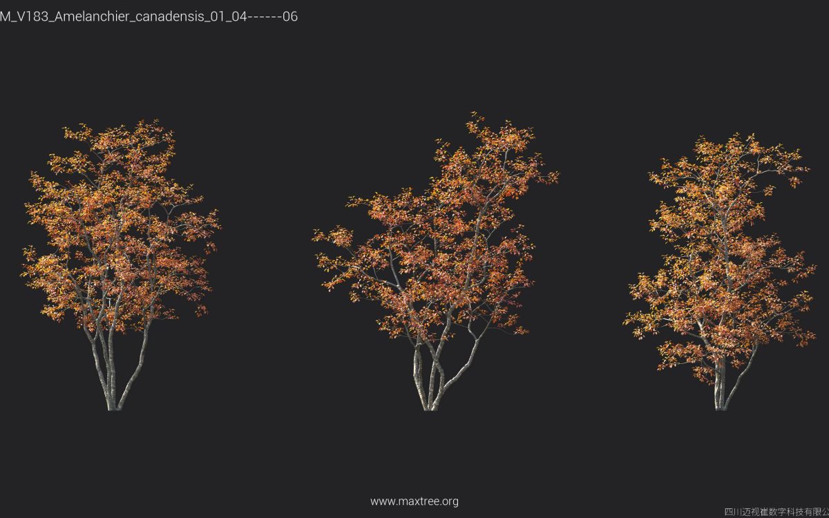 Plant Models Vol 183 - 图片 13