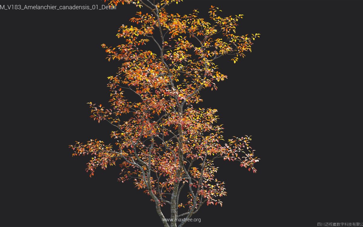 Plant Models Vol 183 - 图片 14