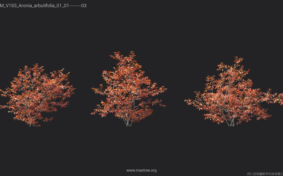 Plant Models Vol 183 - 图片 15