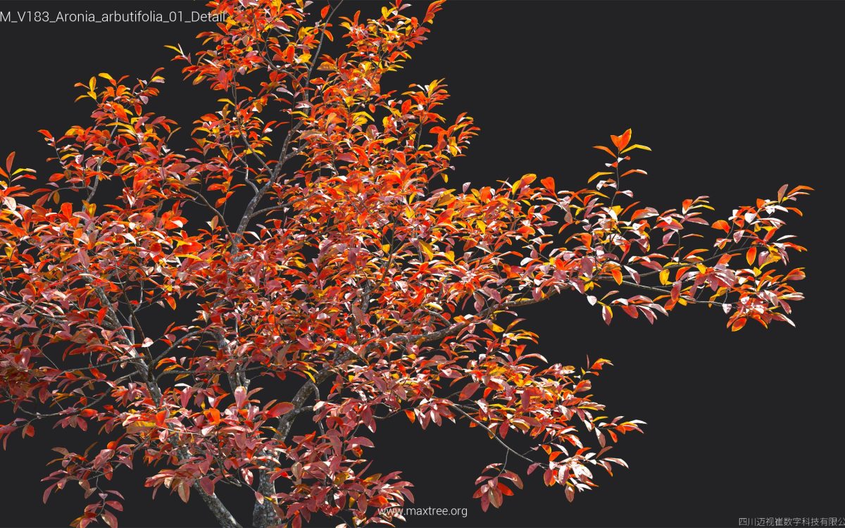 Plant Models Vol 183 - 图片 17