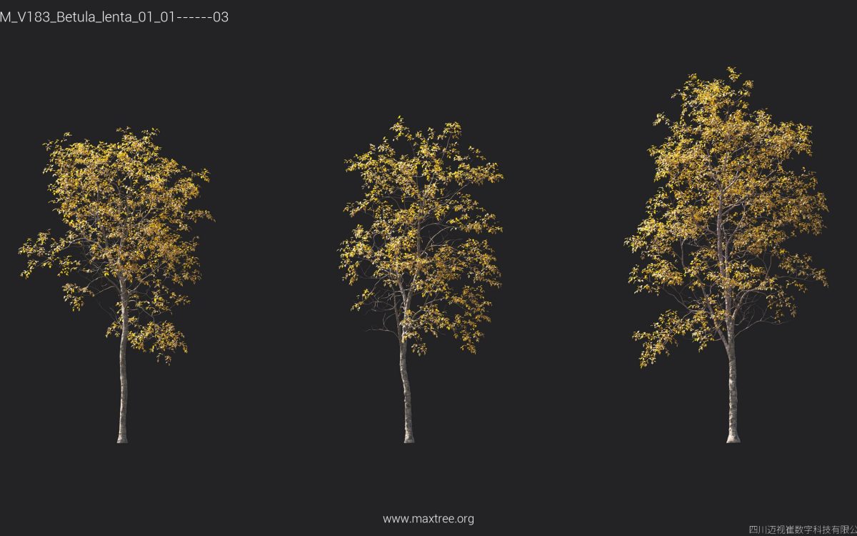 Plant Models Vol 183 - 图片 18