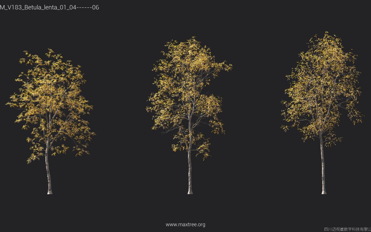 Plant Models Vol 183 - 图片 19