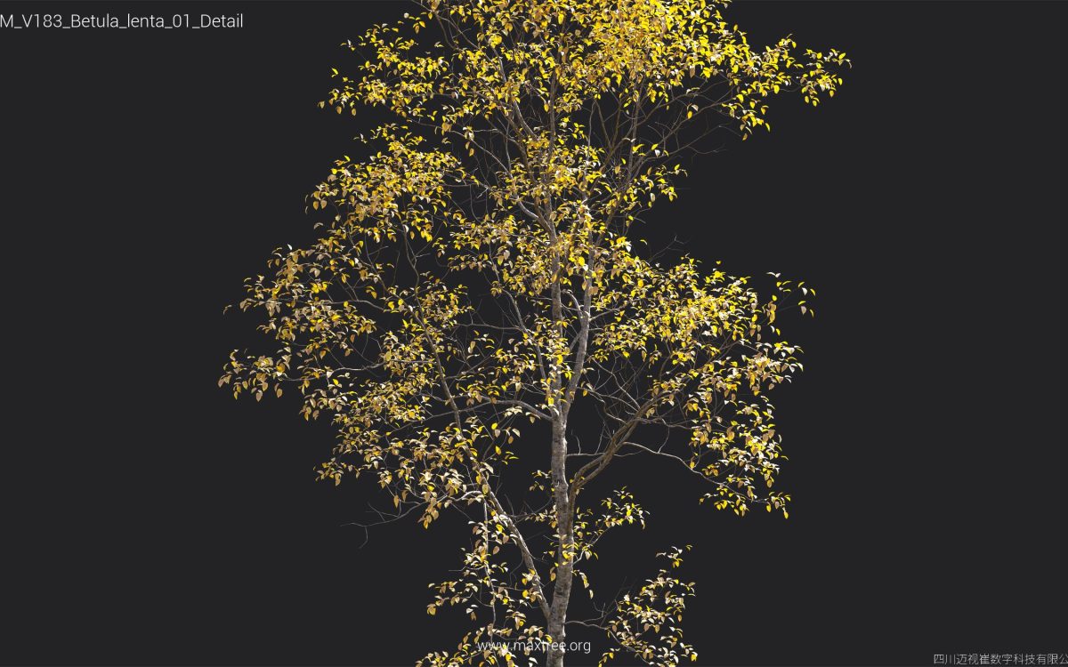 Plant Models Vol 183 - 图片 20