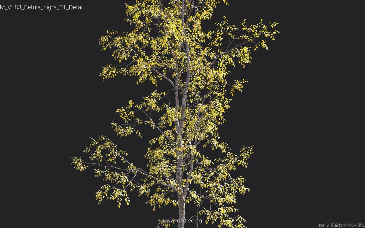 Plant Models Vol 183 - 图片 23