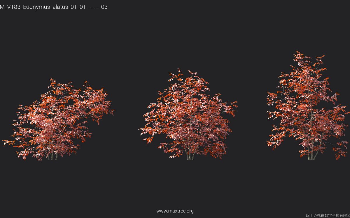 Plant Models Vol 183 - 图片 24