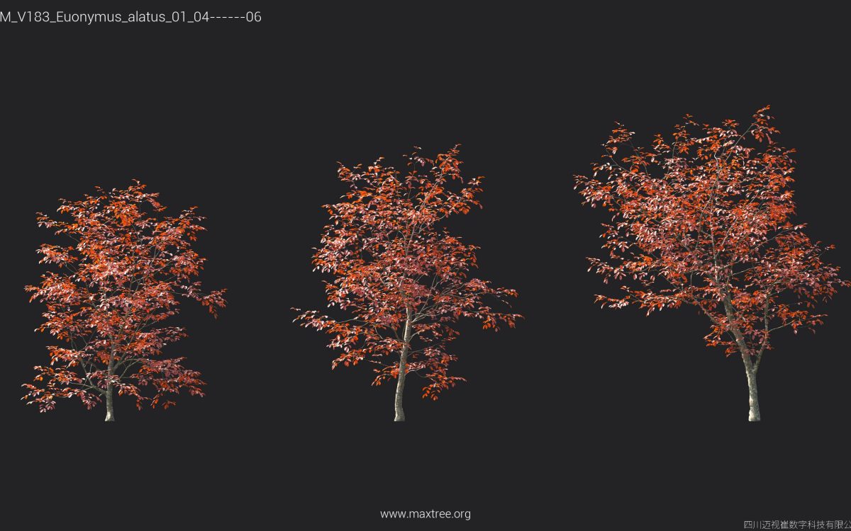 Plant Models Vol 183 - 图片 25