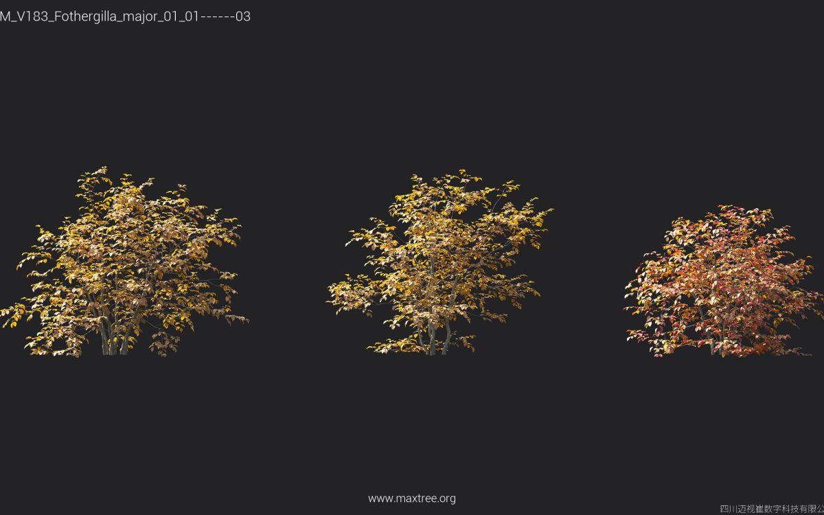 Plant Models Vol 183 - 图片 27