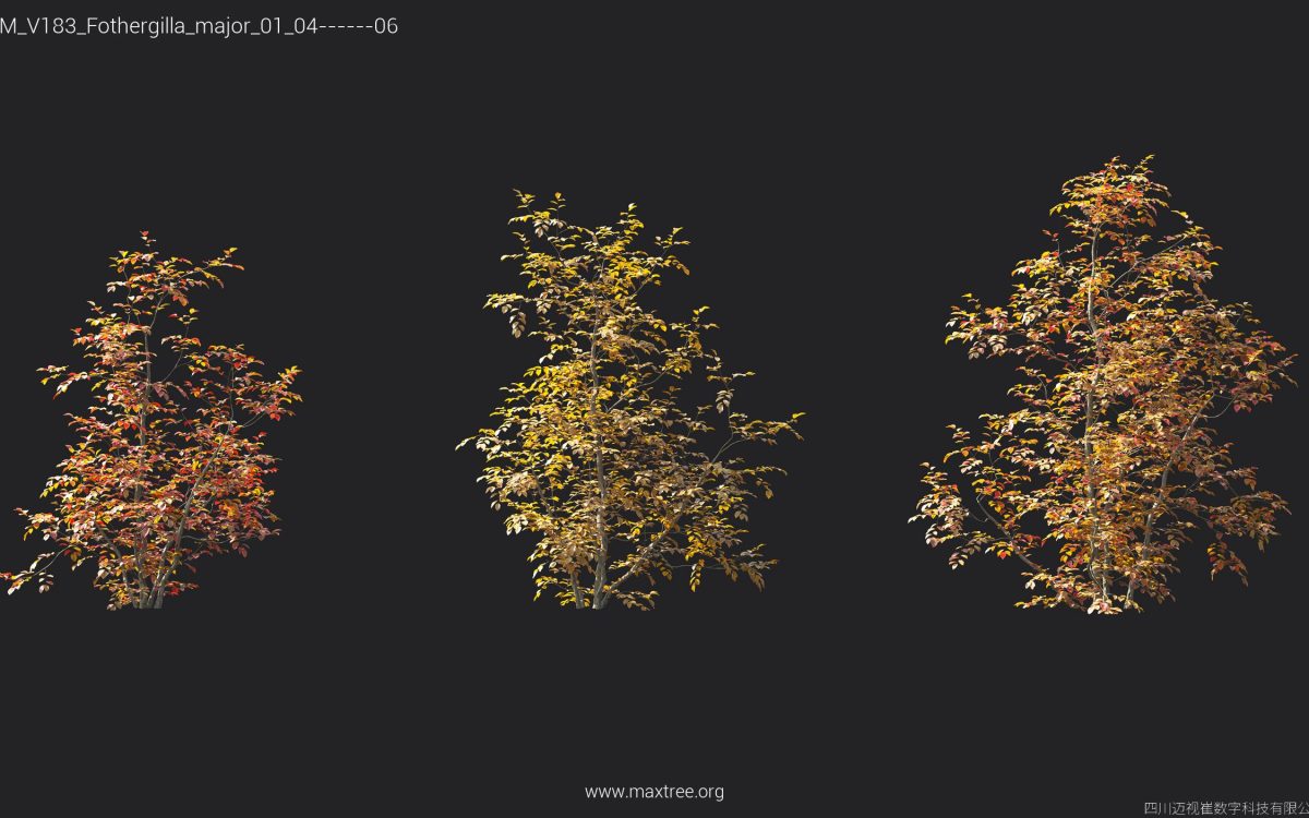 Plant Models Vol 183 - 图片 28