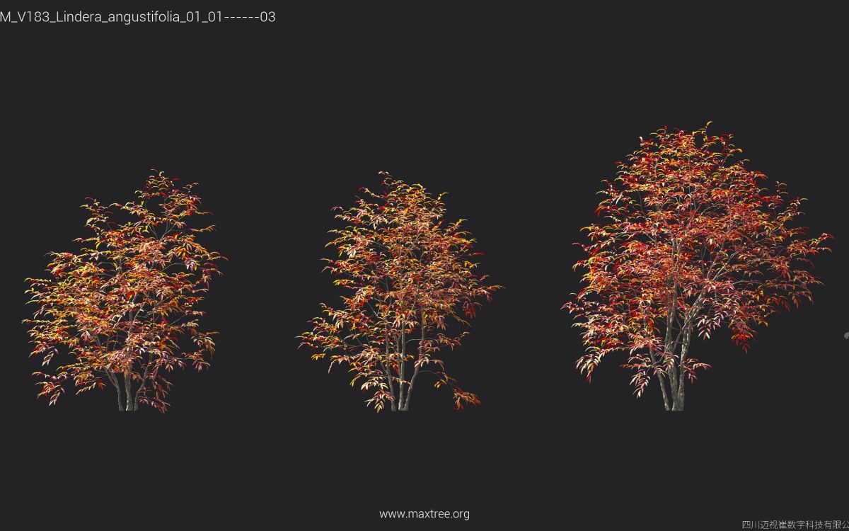 Plant Models Vol 183 - 图片 30
