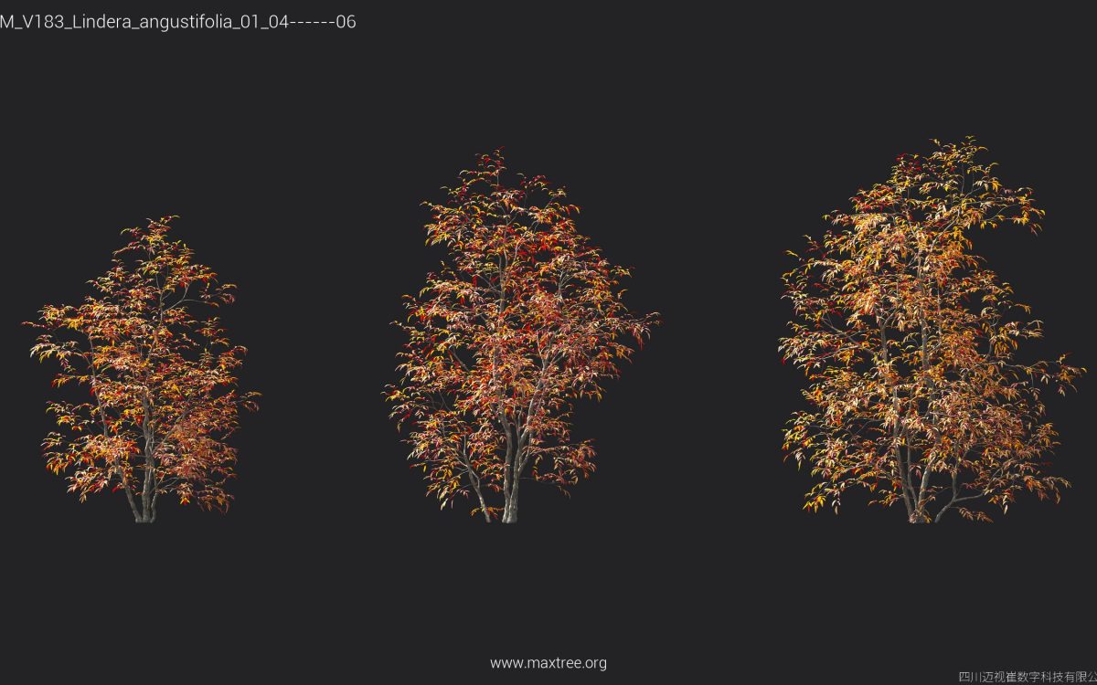 Plant Models Vol 183 - 图片 31