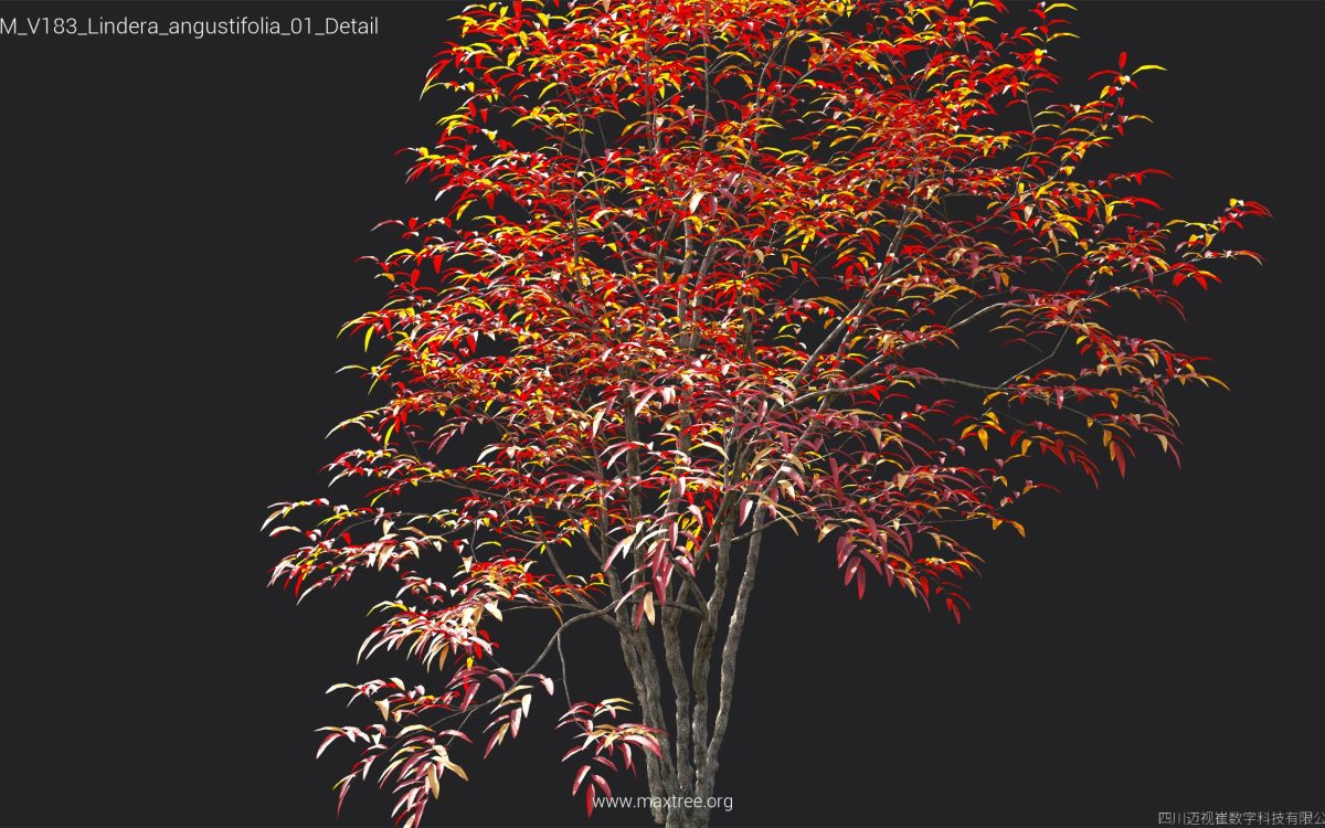 Plant Models Vol 183 - 图片 32
