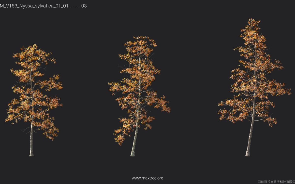 Plant Models Vol 183 - 图片 33